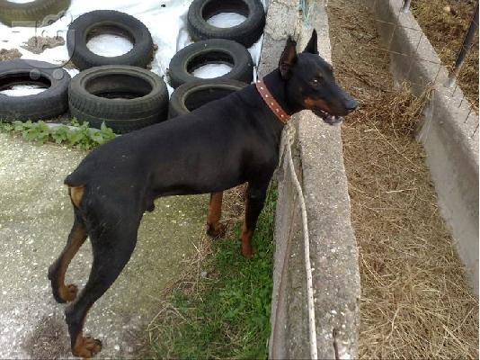 Πωλούνται Doberman κουτάβια από εξαίρετους γονείς τέλειας μορφολογίας...